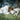 The Shepherd Who Stays - GH1038476-GW