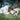 The Shepherd Who Stays - GH1038476